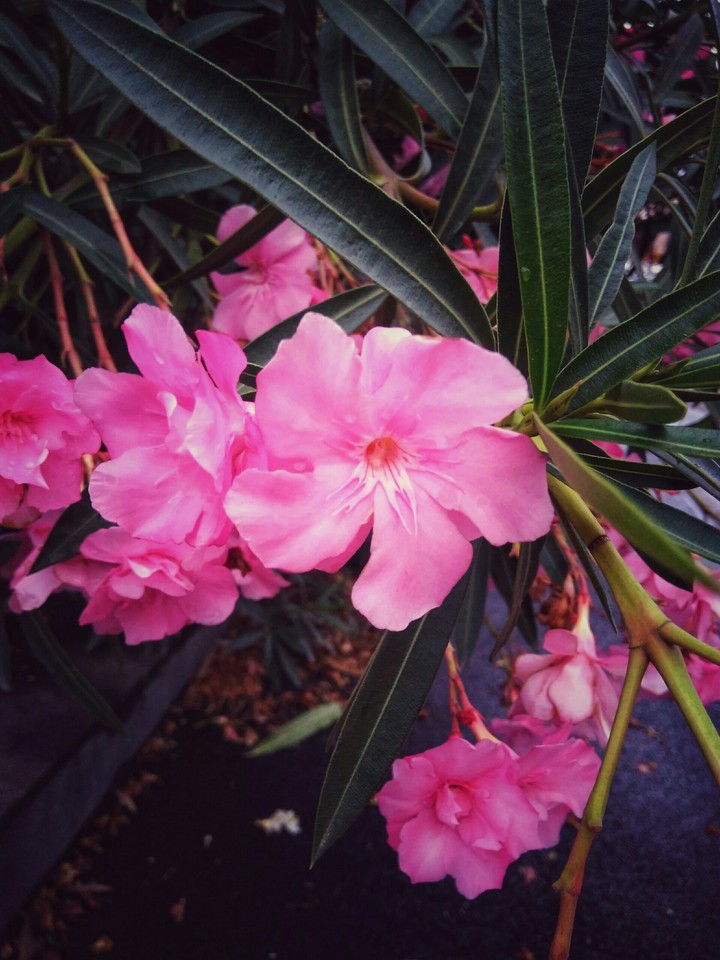 flowers