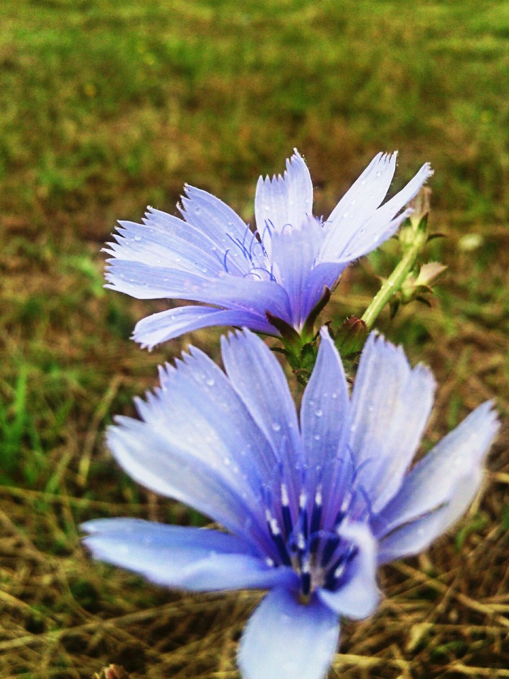 purple flower