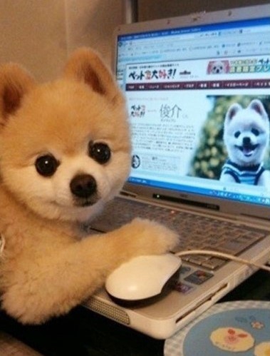 cute Pomeranian
