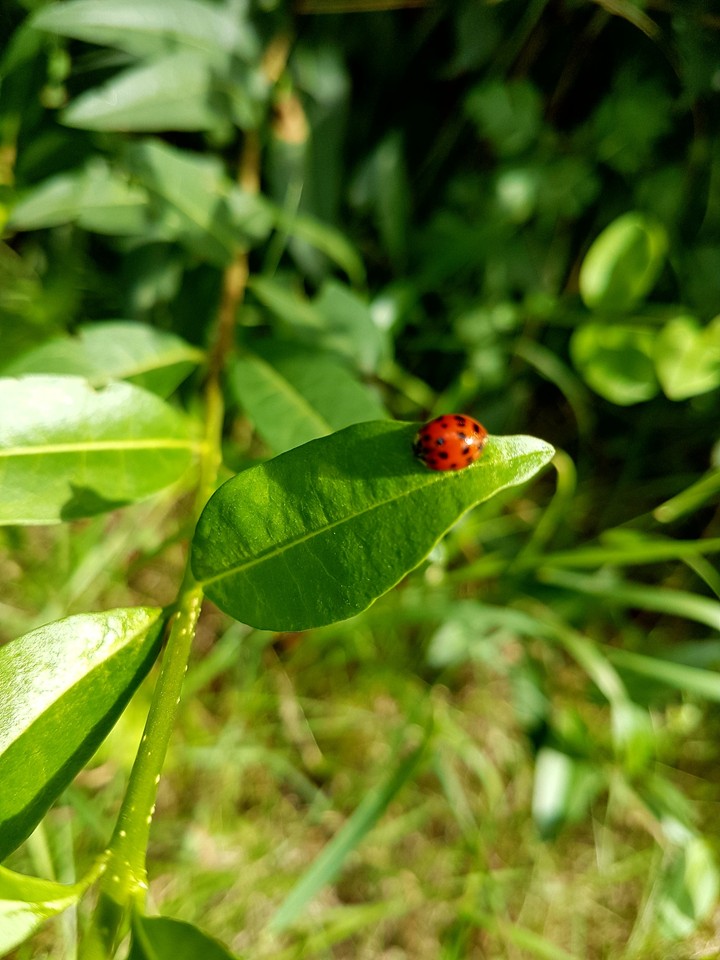 Ladybug