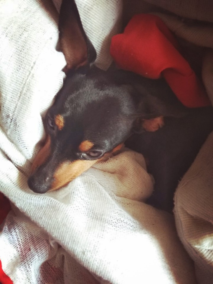 memories of my Dog