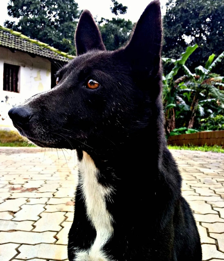 Dogs love