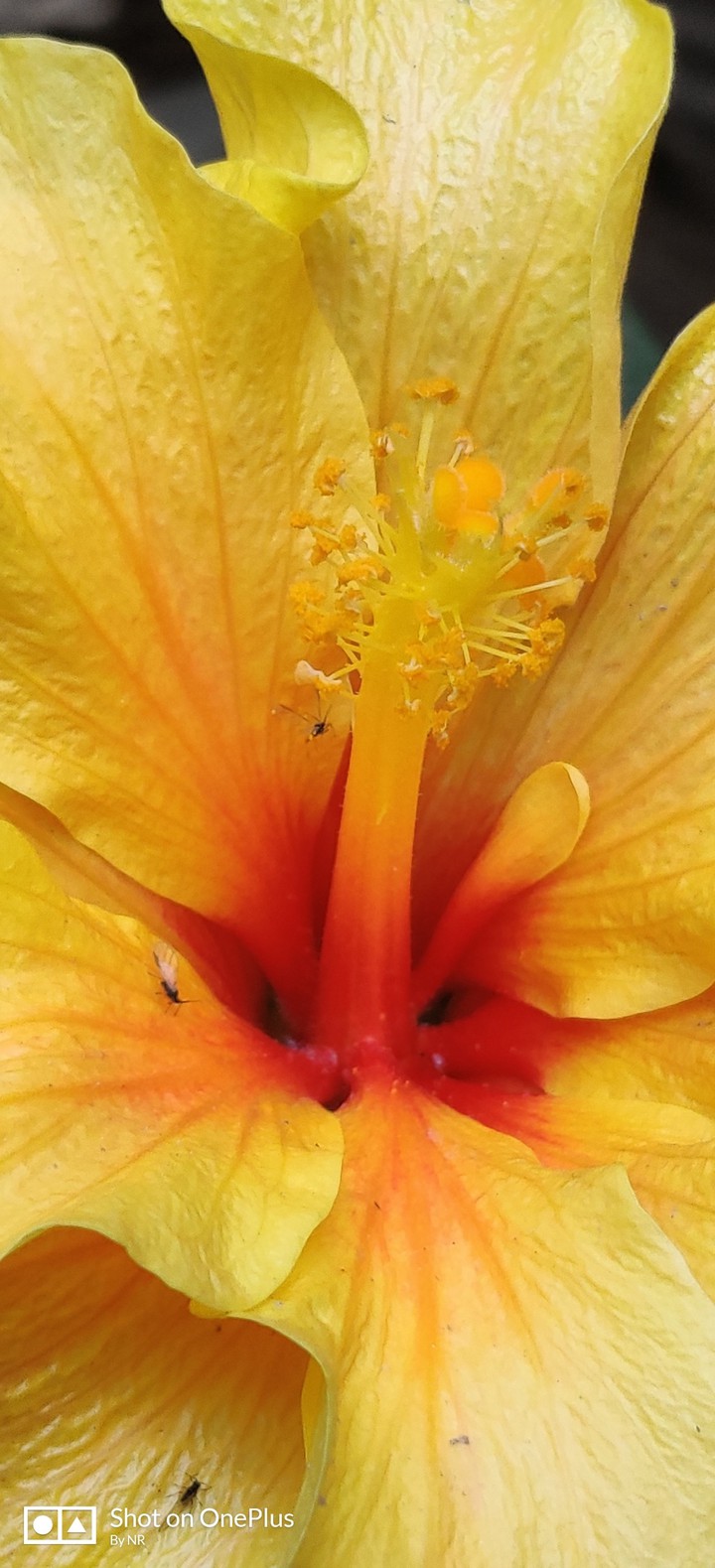 Pollens
