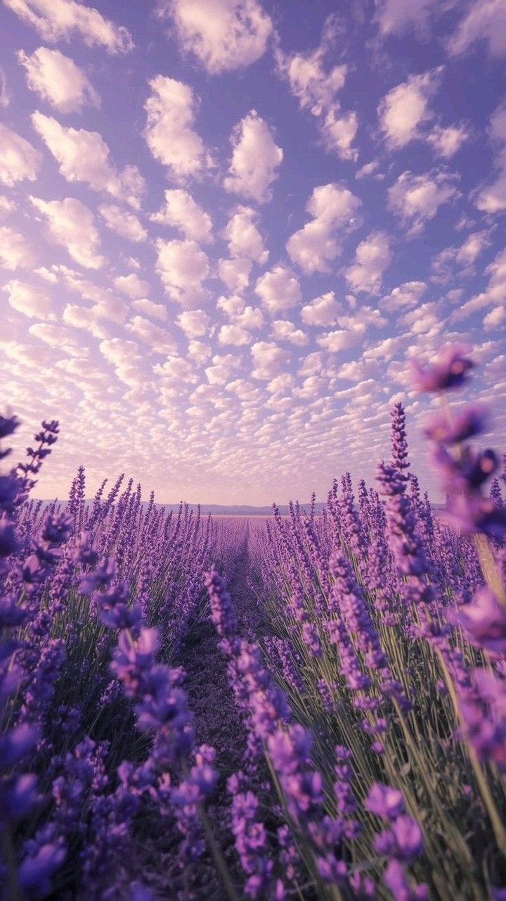 тапети evening, flower
