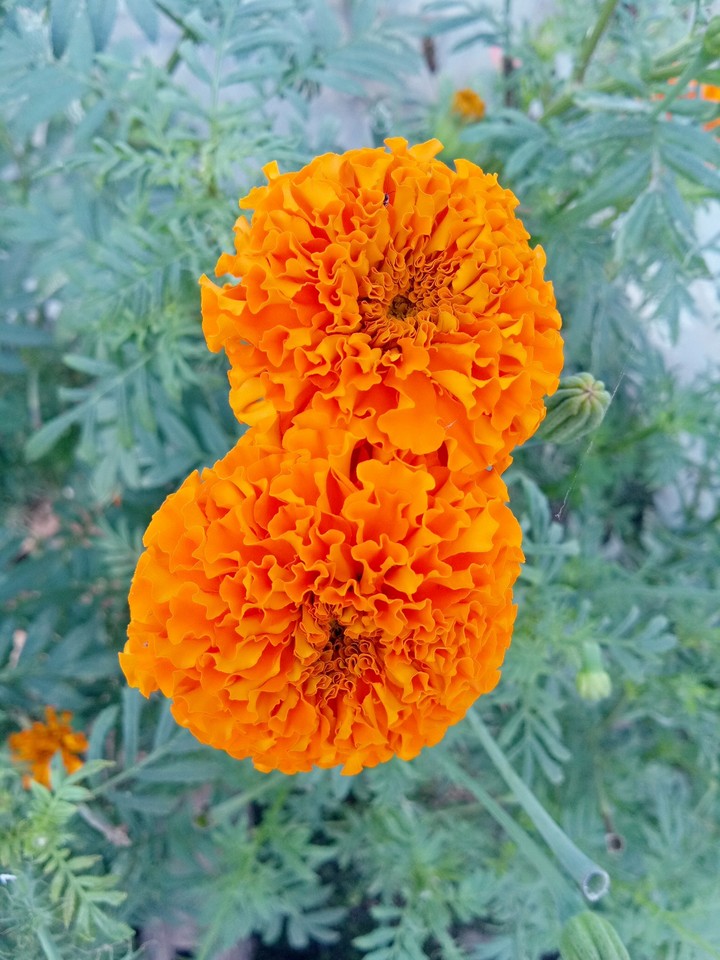 Marigold