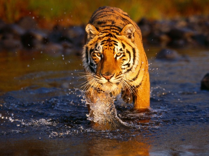 The eyes of the tiger
