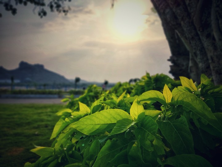 Green leafs