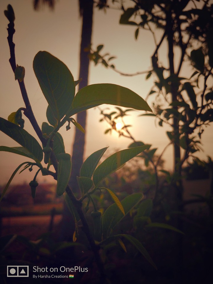 morning view