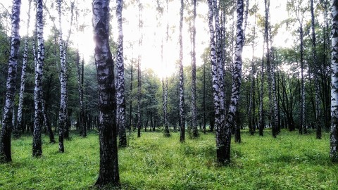 forest