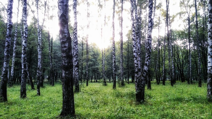 forest