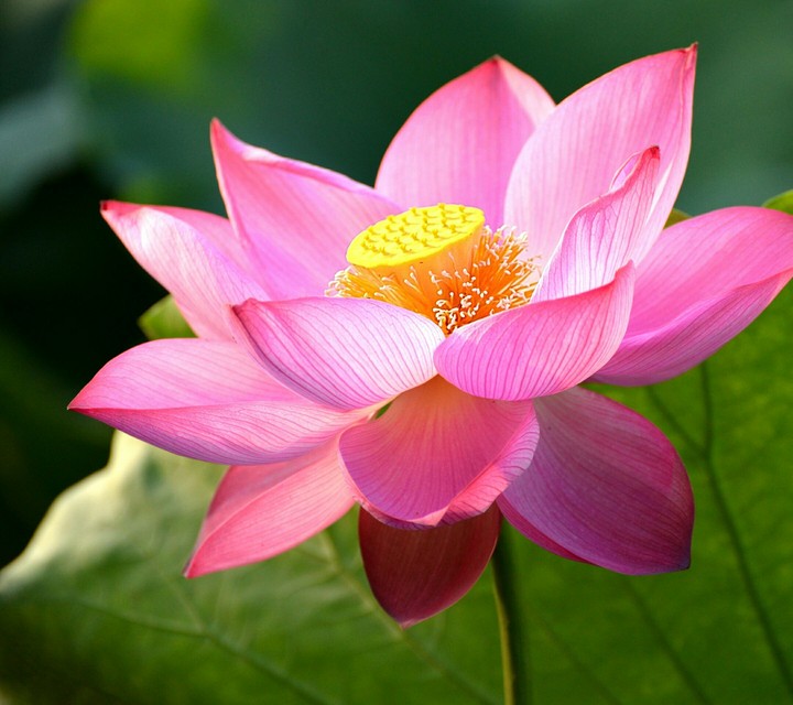 lotus