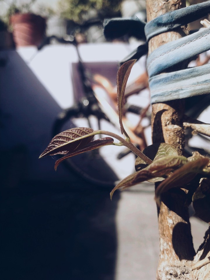 plant at home