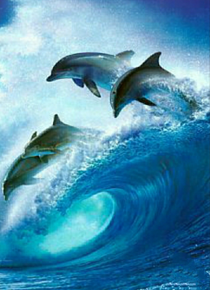 Dolphins