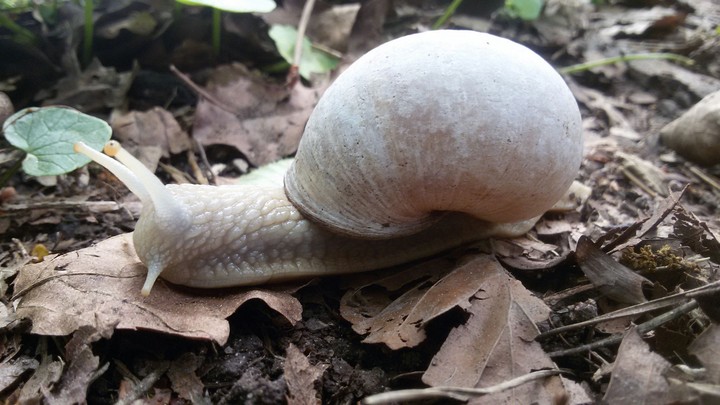 Snail