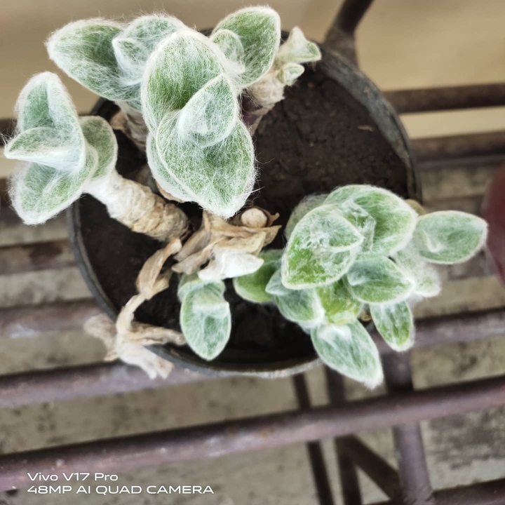 cotton plant