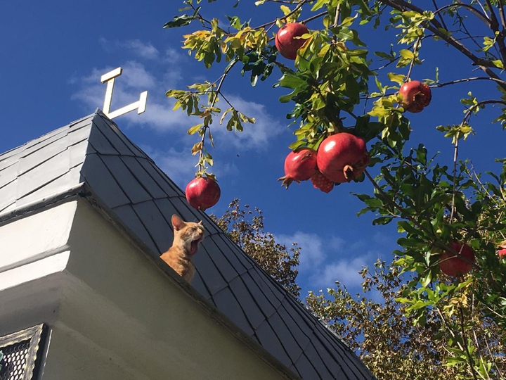 Cat the church