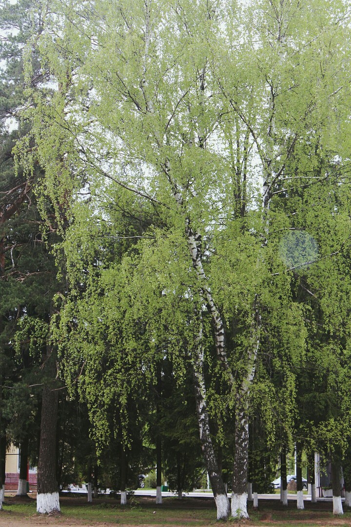 birch 2