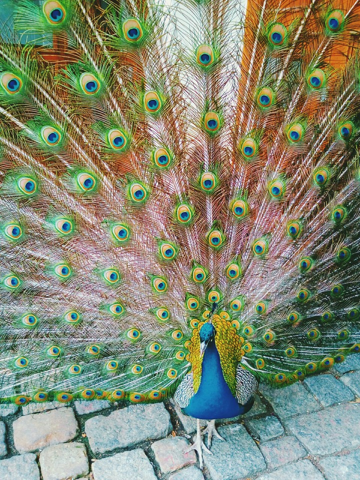 Colorful bird