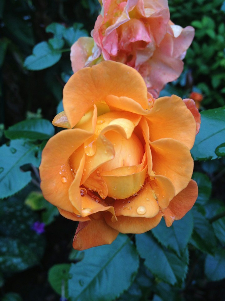 rose