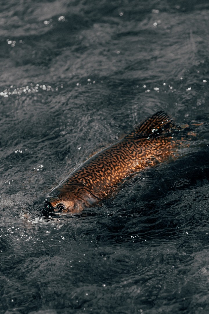 fish