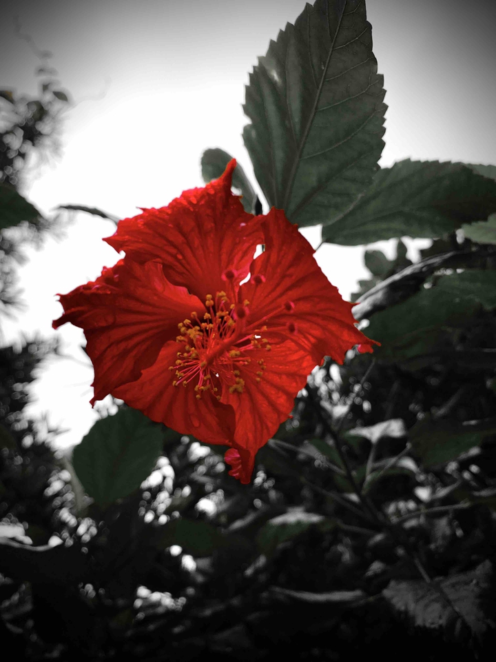 flower