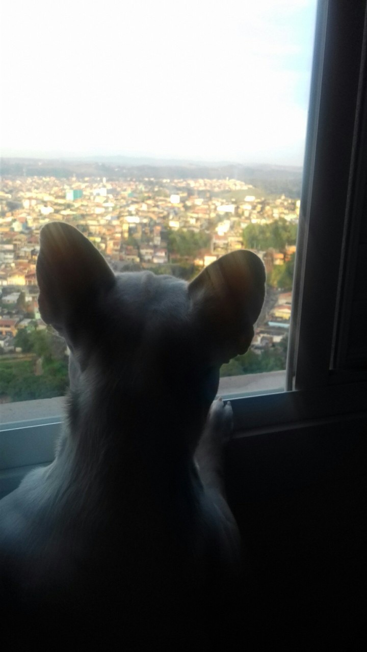 #Dog 