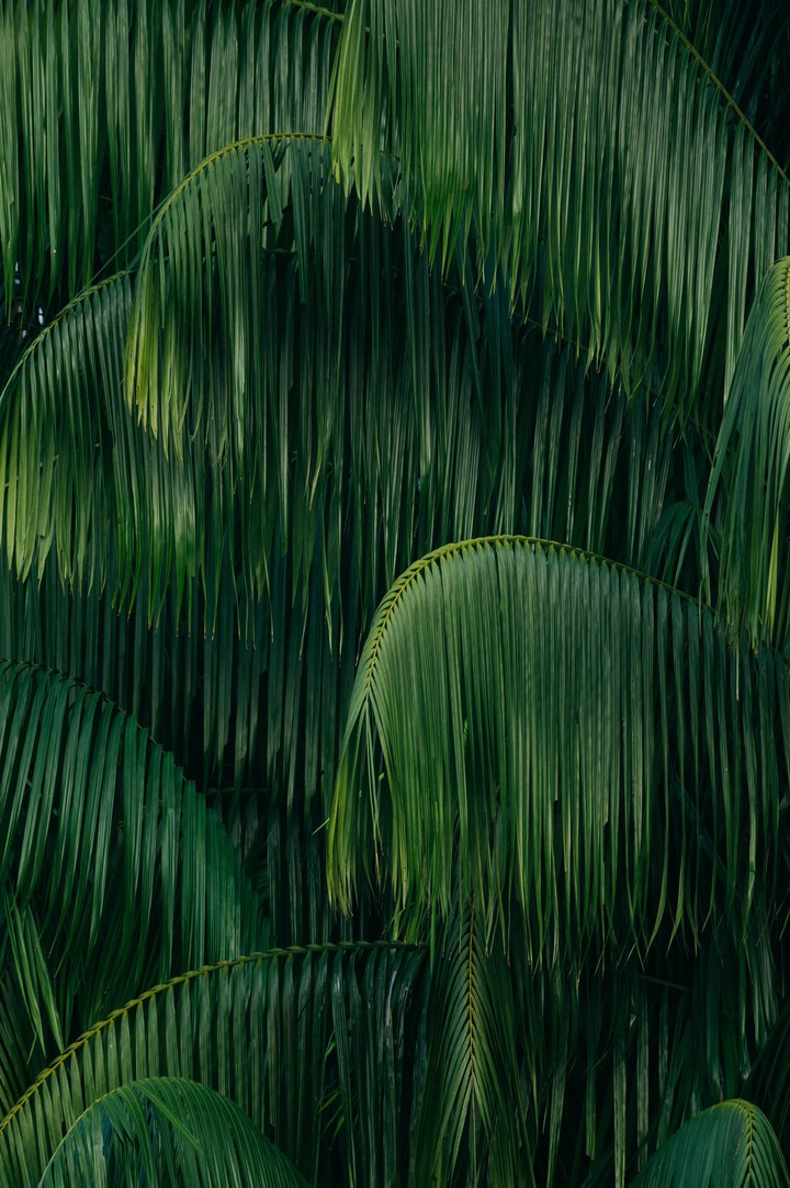 Palm leaves