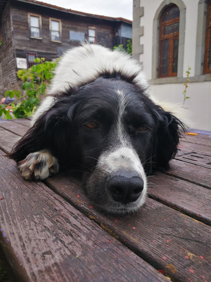 Sleepy Cutie