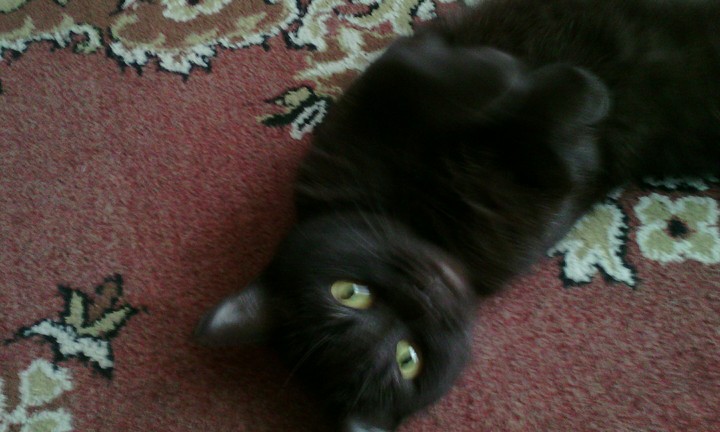 I LOVE MY CAT