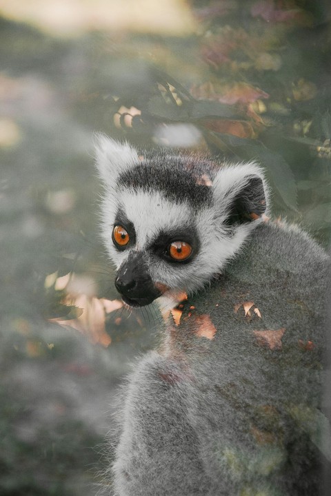 шпалери wildlife, lemurs