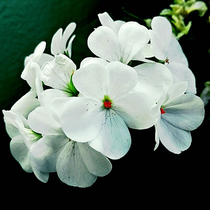 House Flowers