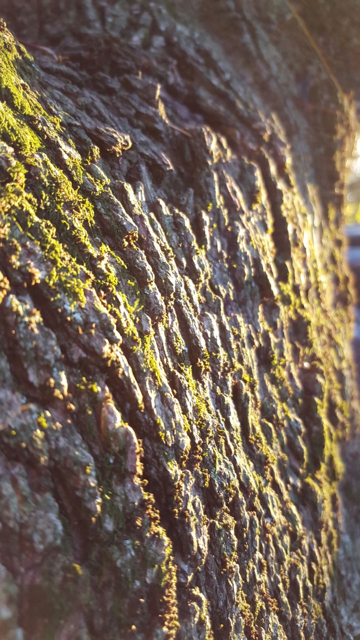 Sunlit Bark