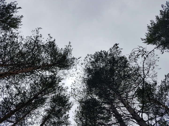 forest