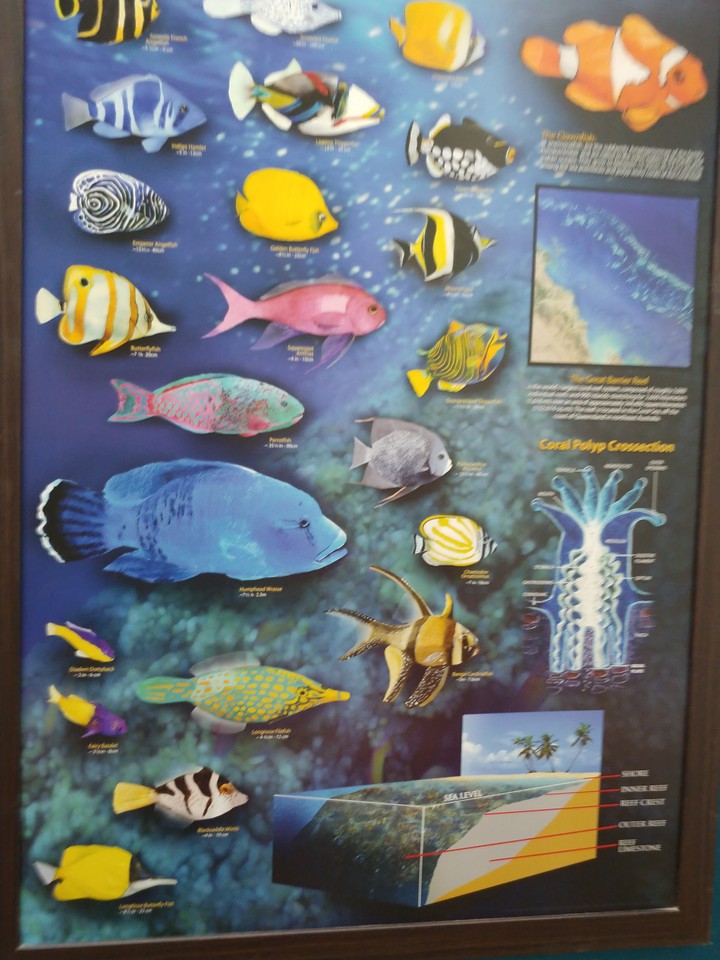 see fish!!!