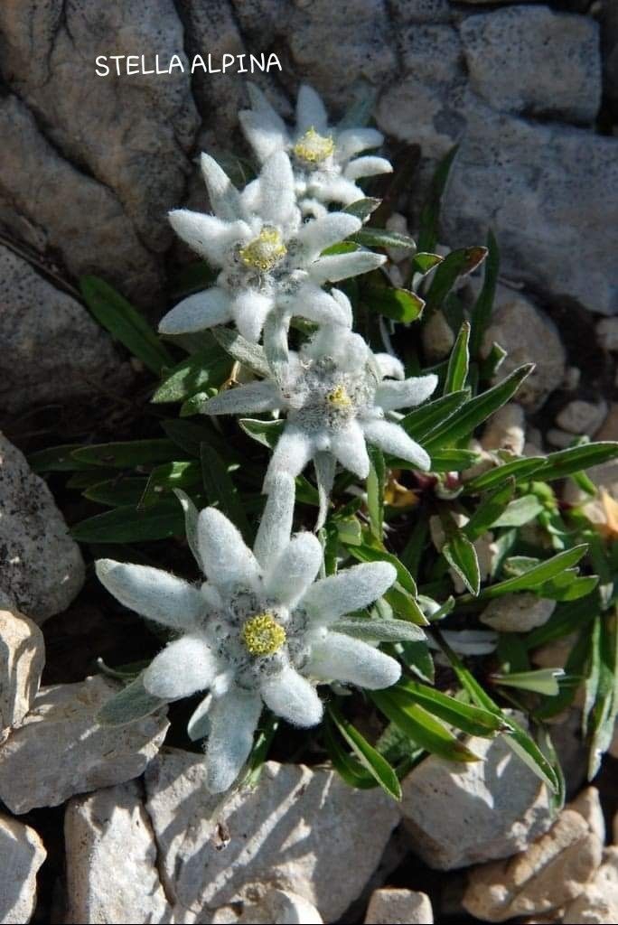 Stella alpina