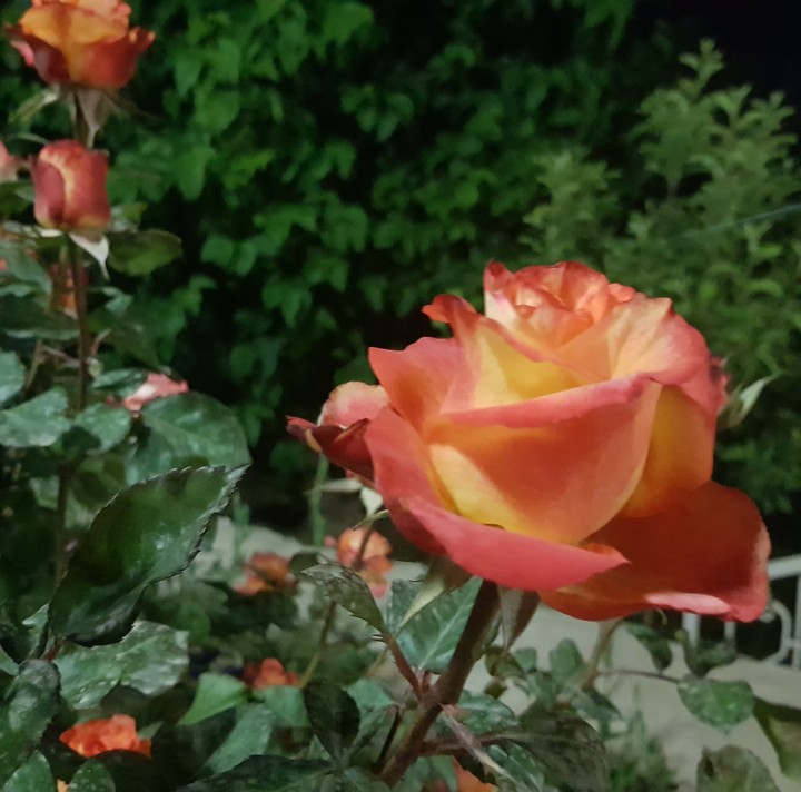 Rose in night