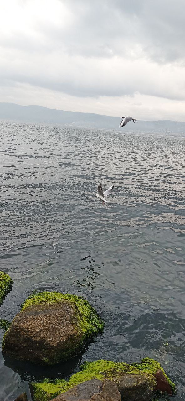 martı