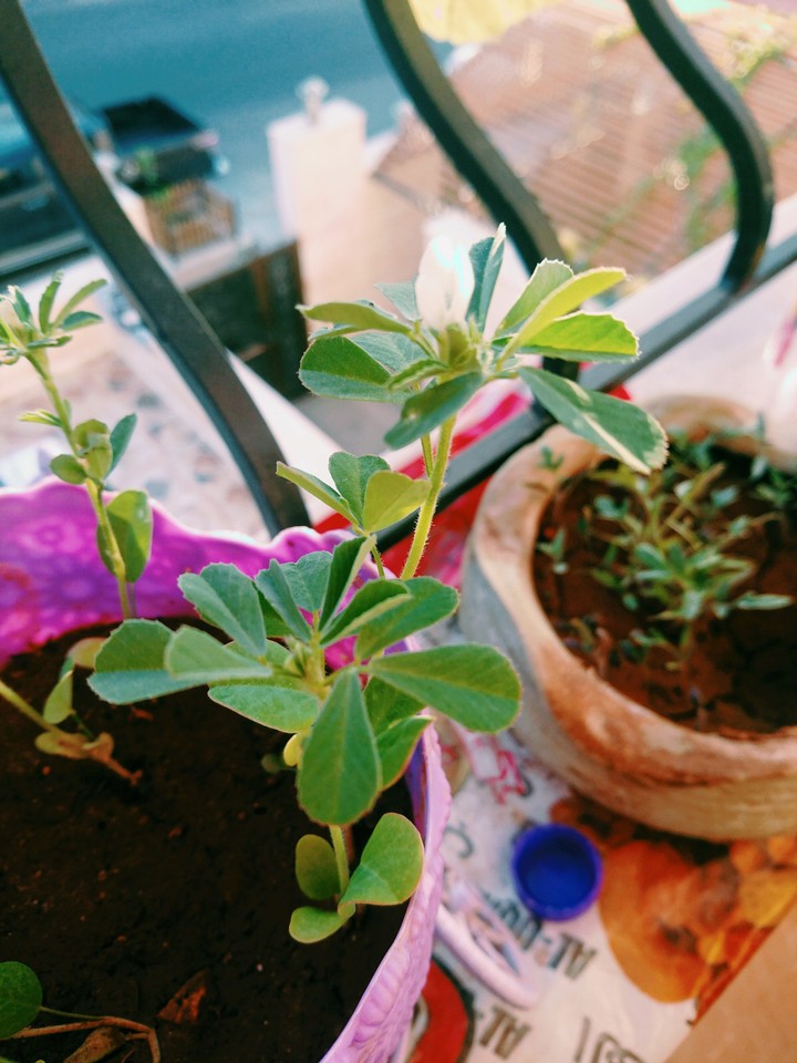 plant