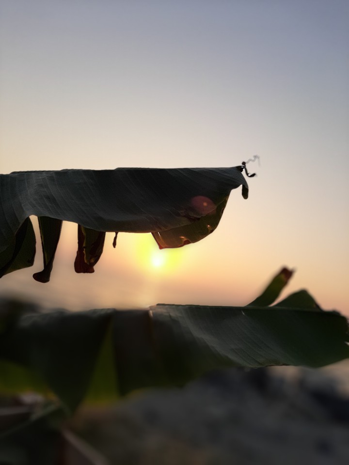 grass