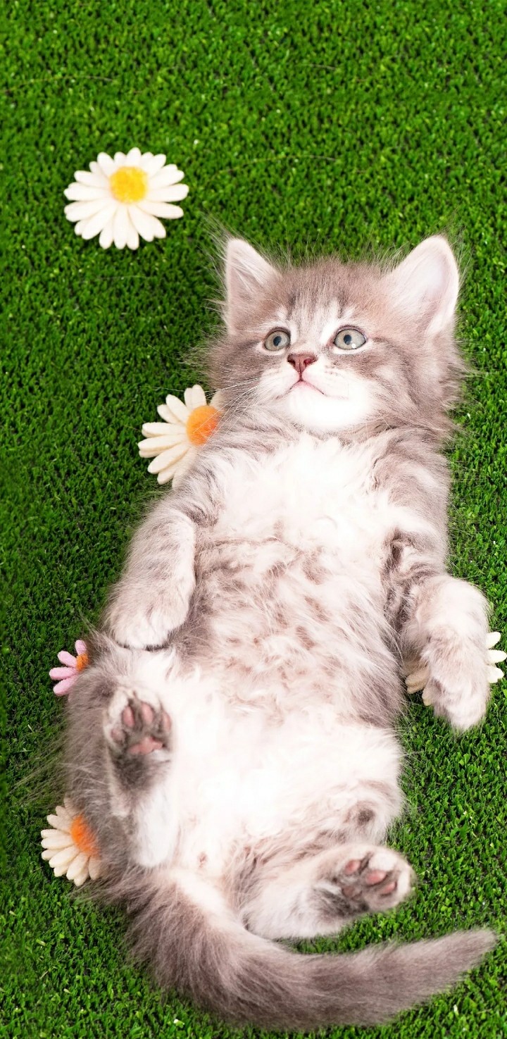 lazy cat