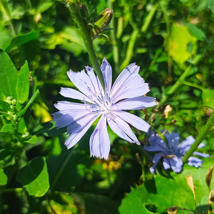 Cichorium