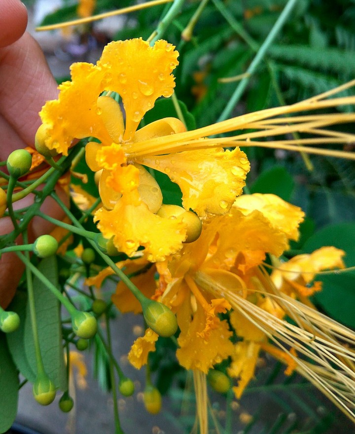 Yellow Blossom Flower