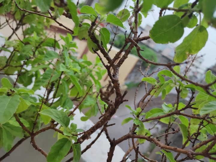 tulsi