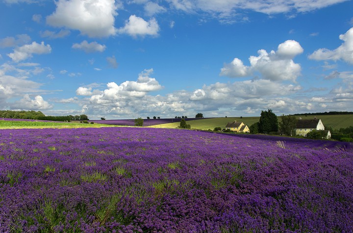 field