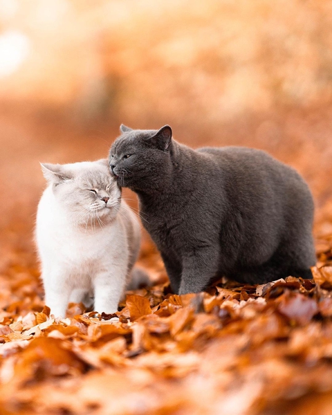 тапети snout, whiskers