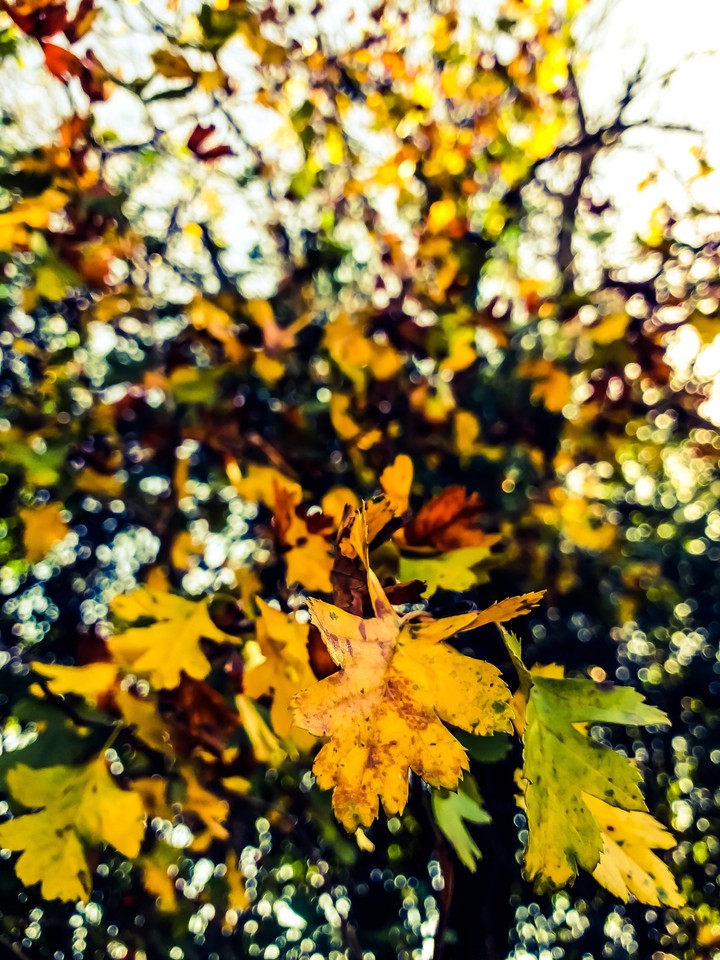 autumn