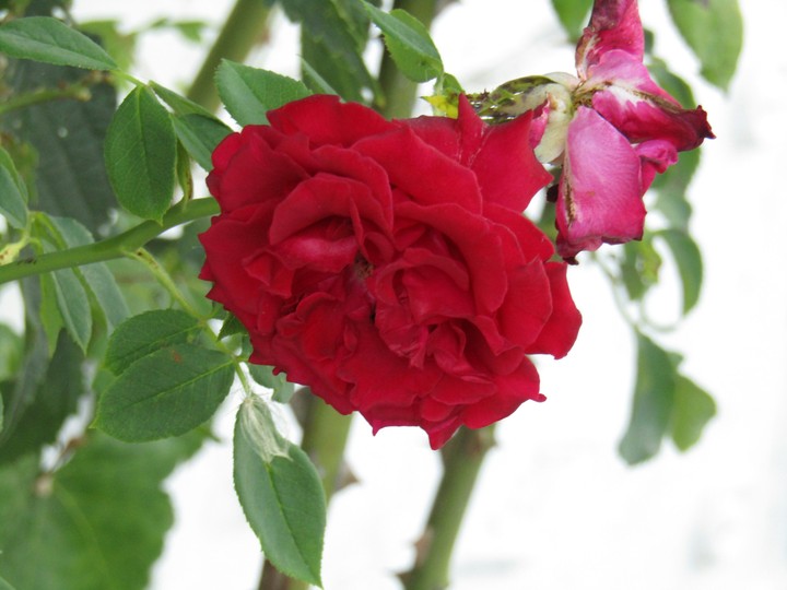Red Rose