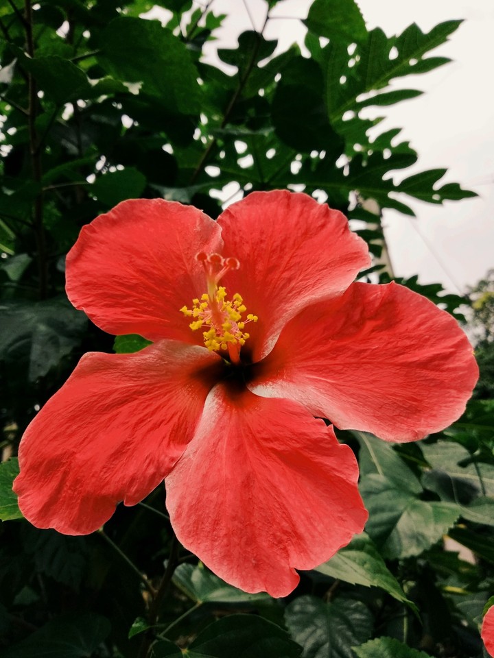 Lovely flower...