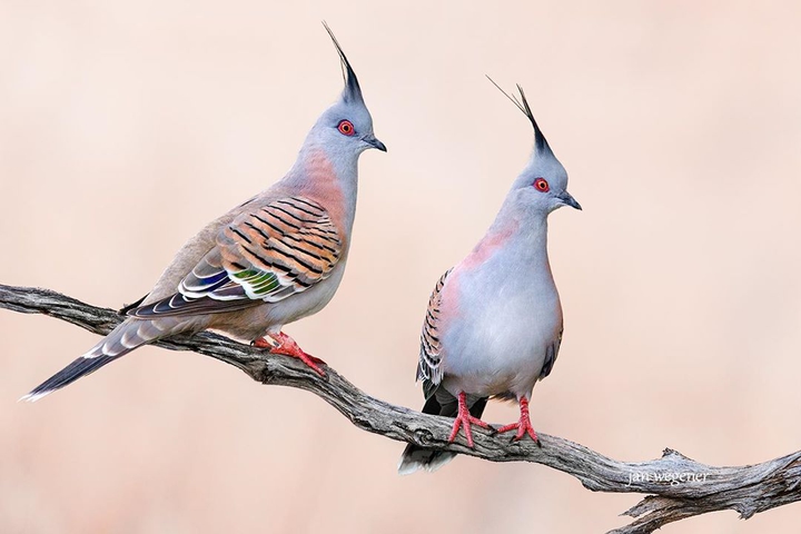 فاخته جنگلی Ringdove