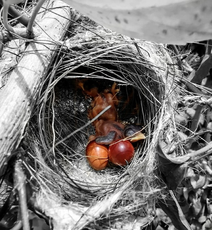 Inside the Nest
